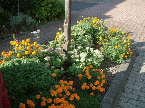 Von Paten gepflegtes Beet in Sechtem, orange, weiße und gelbe Blumen