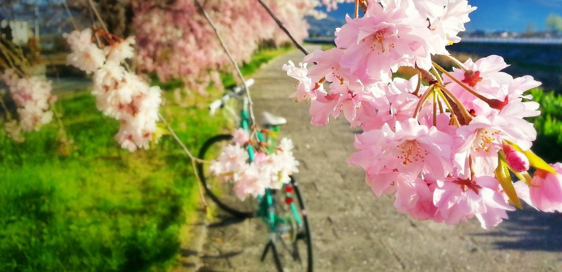 Fahrrad hinter einer Kirschblüte