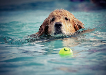 Beliebt ist das Hundeschwimmen im HallenFreizeitBad Bornheim Hundeschwimmen