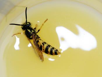 Im Spätsommer fliegen die Wespen auf Süßes – und manchmal sogar mitten hinein. FOTO: HELGE MAY