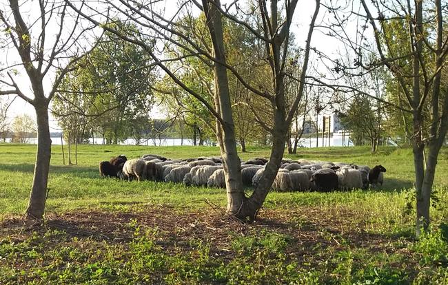 Schafe weiden in der Herseler Rheinaue