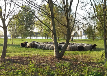 Schafe weiden in der Herseler Rheinaue