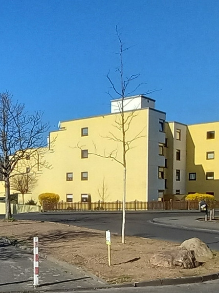 Neuanlage Blühfläche Rathausstraße