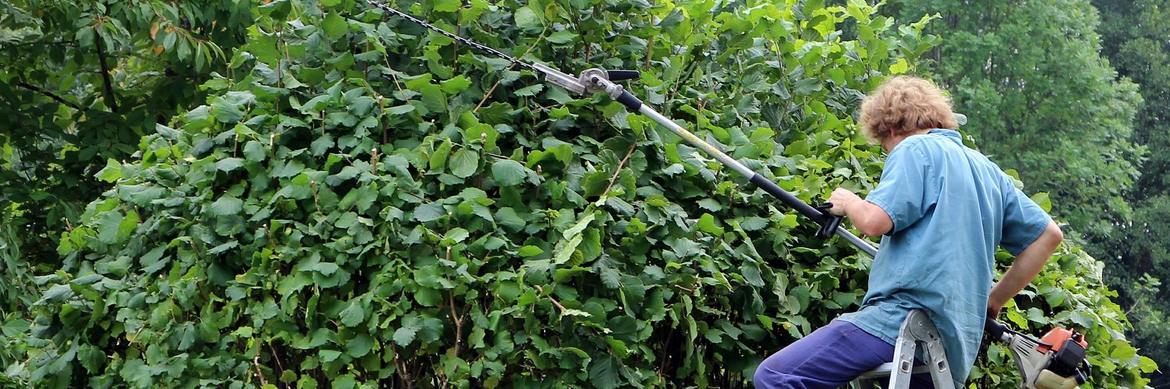 Landschaftsgärtner schneidet Hecke