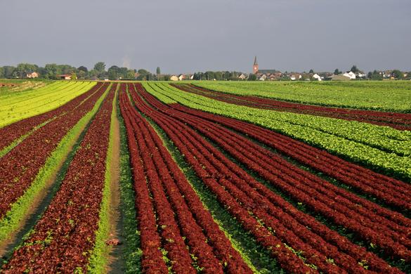 Die Rheinische Apfelroute Stadt Bornheim