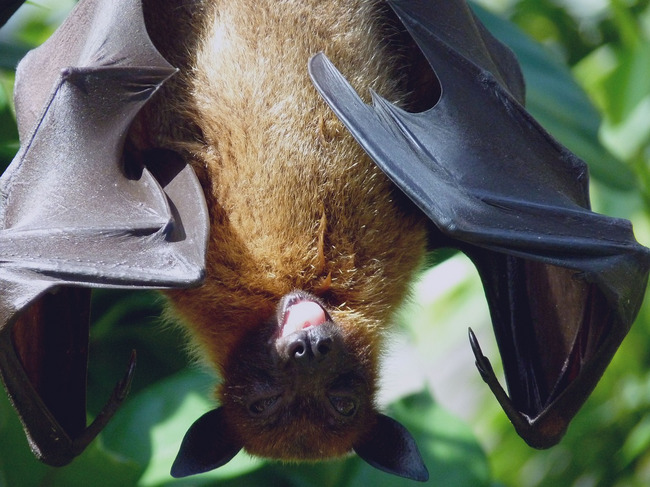 Fledermaus