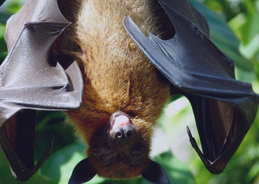 Fledermaus