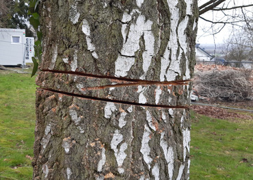 Eine städtische Birke in der Nähe der ehemaligen evangelischen Kirche in Walberberg wurde mutwillig beschädigt