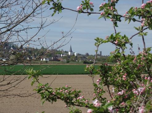 Walberberg vom Feld aus. FOTO: STADT BORNHEIM