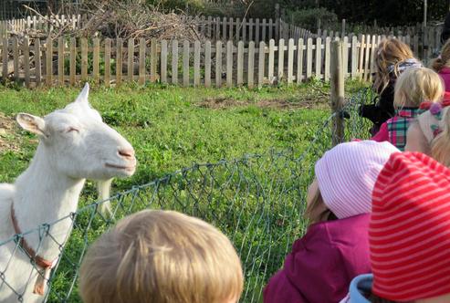 Anziehungspunkt für Kinder: Ziegenhof der Familie Kuhnen in Rösberg. FOTO: STADT BORNHEIM