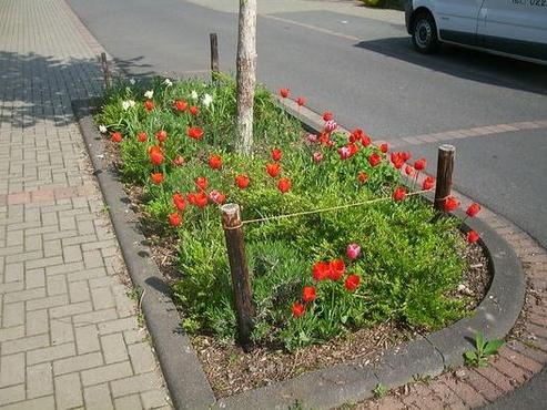 Von Paten gepflegtes Beet in Sechtem, rote Tulpen