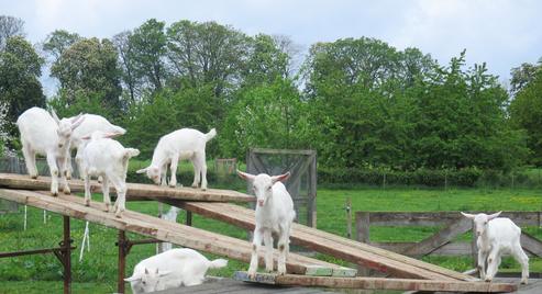 Ziegenhof der Familie Kuhnen in Rösberg. FOTO: STADT BORNHEIM