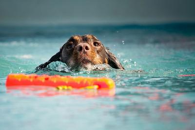 Hund schwimmt im Schwimmbad