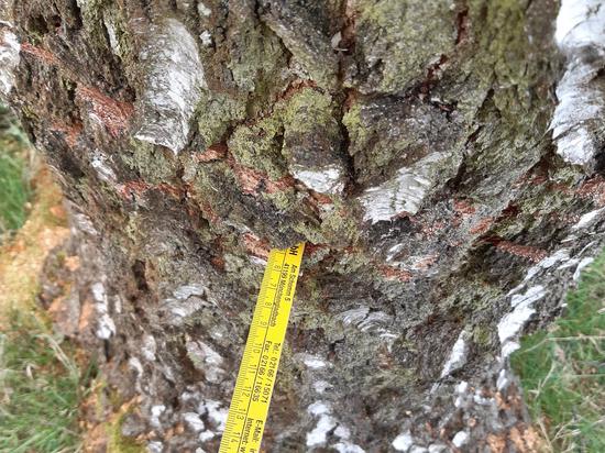 Die Einschnitte sind bis zu fünf Zentimeter tief. Der Baum wird sich davon wohl nicht mehr erholen.