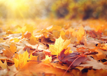 Symbolbild Herbstlaub