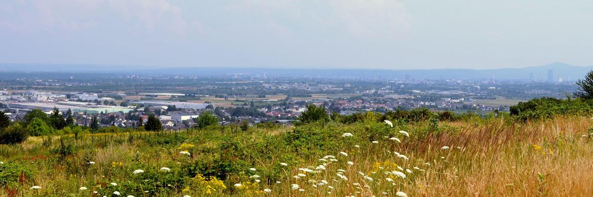 Bornheim-Panorama