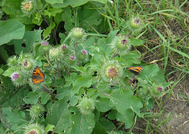 Zwei Kleine Füchse und eine Hummel auf einer Klette
