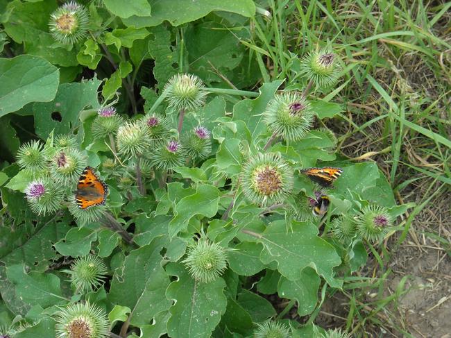 Zwei Kleine Füchse und eine Hummel auf einer Klette