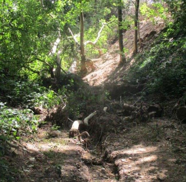 Das Juli-Unwetter 2021 hat auch zu Schäden im Waldorfer Schulwald geführt