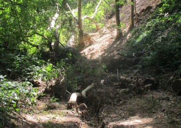 Das Juli-Unwetter 2021 hat auch zu Schäden im Waldorfer Schulwald geführt