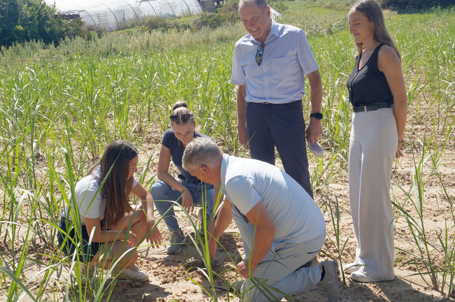 Miscanthus dient der Hochwasservorsorge und dem Erosionsschutz