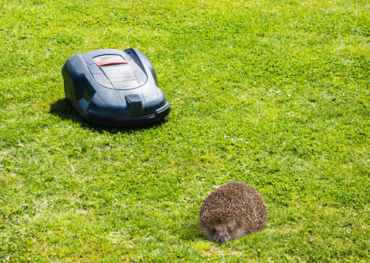 Rasenroboter können eine tödliche Gefahr für Igel sein