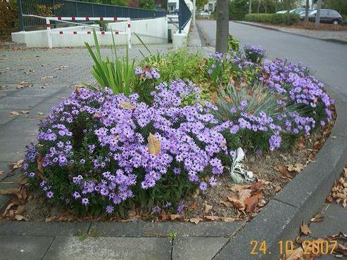 Von Paten gepflegtes Beet in Roisdorf, violette Blumen