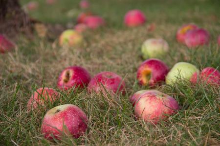 Die rheinische APFELROUTE macht Nordrhein-Westfalens größte Obst- und Gemüseanbauregion erlebbar. FOTO: RHEIN-VOREIFEL TOURISTIK E.V.