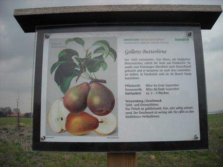 Beispiel für eine Infotafel: Gellerts Butterbirne