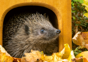 Igel im Häuschen
