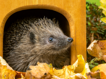 Igel im Häuschen