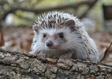 Igel