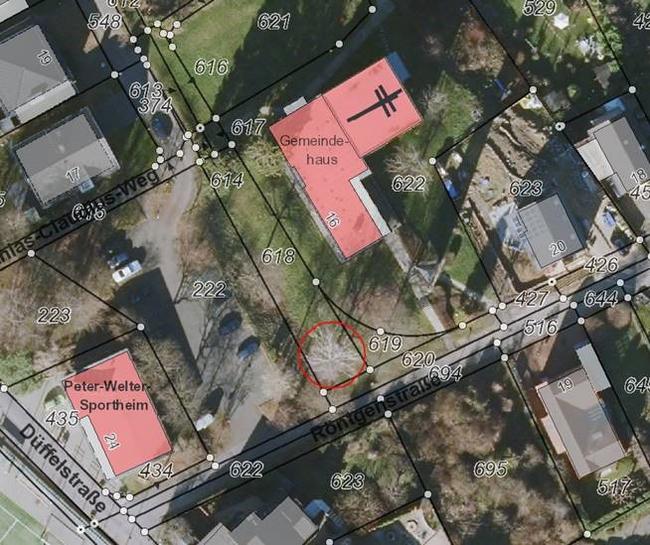 Der Baum steht auf einem städtischen Grundstück an der Röntgenstraße in Walberberg, das sich neben der ehemaligen evangelischen Kirche befindet, die zurzeit zurückgebaut wird.