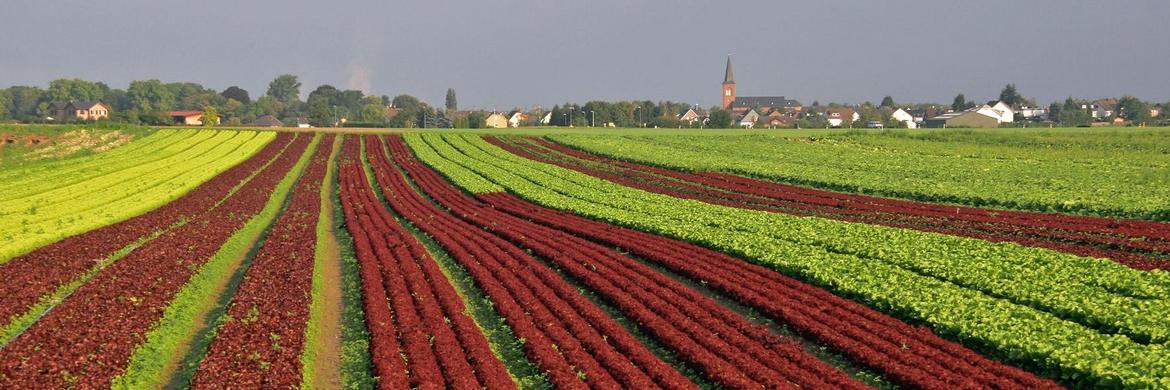 Bornheim ist landschaftlich geprägt und bietet eine große Auswahl an heimischen Kostbarkeiten wie den patentierten Bornheimer Spargel