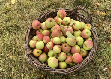 Apfelernte für Streuobstwiesenfest 2023