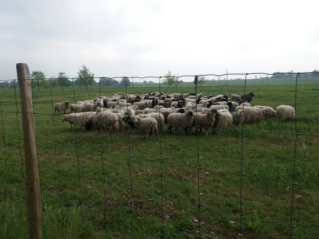 Schafe weiden in der Herseler Rheinaue