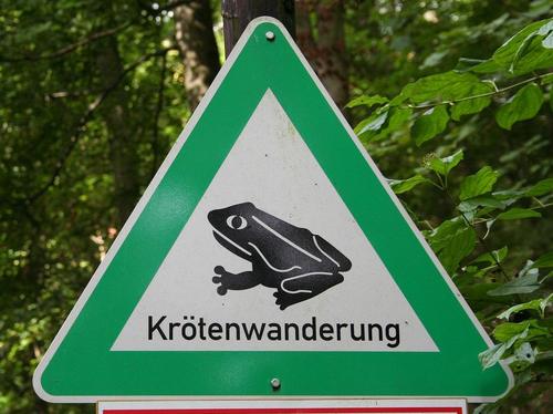 Krötenwanderung