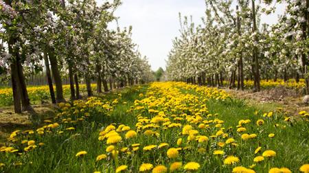 Auf der rheinischen APFELROUTE erlebt man die Blüte hautnah. FOTO: RHEIN-VOREIFEL TOURISTIK E.V.
