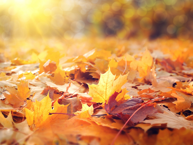 Symbolbild Herbstlaub