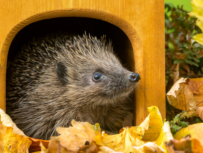 Igel im Häuschen