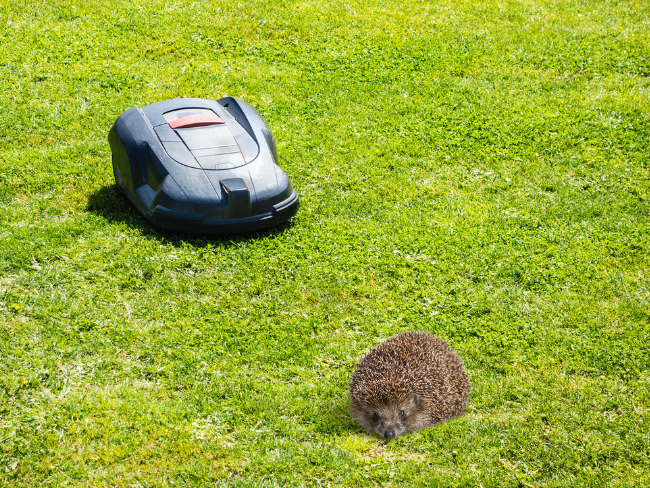 Rasenroboter können eine tödliche Gefahr für Igel sein