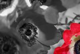 Anemone, Colorkey-Fotografie, 2009 