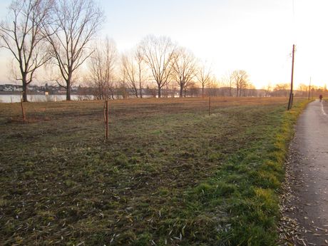 Herseler Rheinaue zwischen Rhein und Auenweg am Morgen, Blick rheinaufwärts